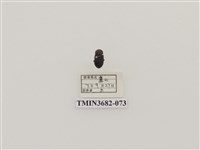 藏品(鞘翅目(2))的圖片